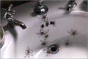 Arachnophobia